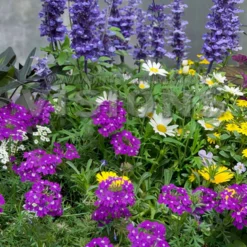 Gartenpflanzen Mischung 'Bee Friendly' (x3) - Sofort summt der Balkon