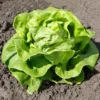 Gartensalat Pommé Justine - Knackiger Salat direkt geerntet