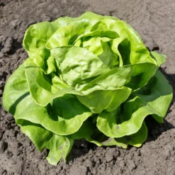 Gartensalat Pommé Justine - Knackiger Salat direkt geerntet