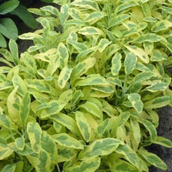 Gartensalbei ‘Aurea’ - Goldlaub das jeden Tag glänzt