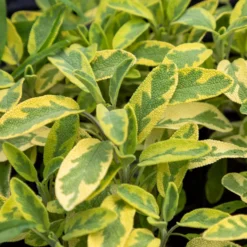 Gartensalbei ‘Aurea’ - Goldlaub das jeden Tag glänzt