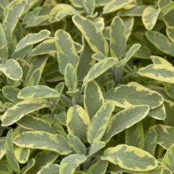 Gartensalbei ‘Aurea’ - Goldlaub das jeden Tag glänzt