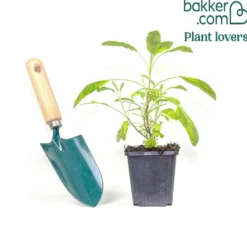Gartensalbei ‘Aurea’ - Goldlaub das jeden Tag glänzt