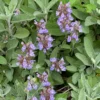 Gartensalbei - Würze frisch aus dem Garten