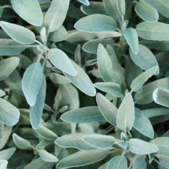 Gartensalbei - Würze frisch aus dem Garten