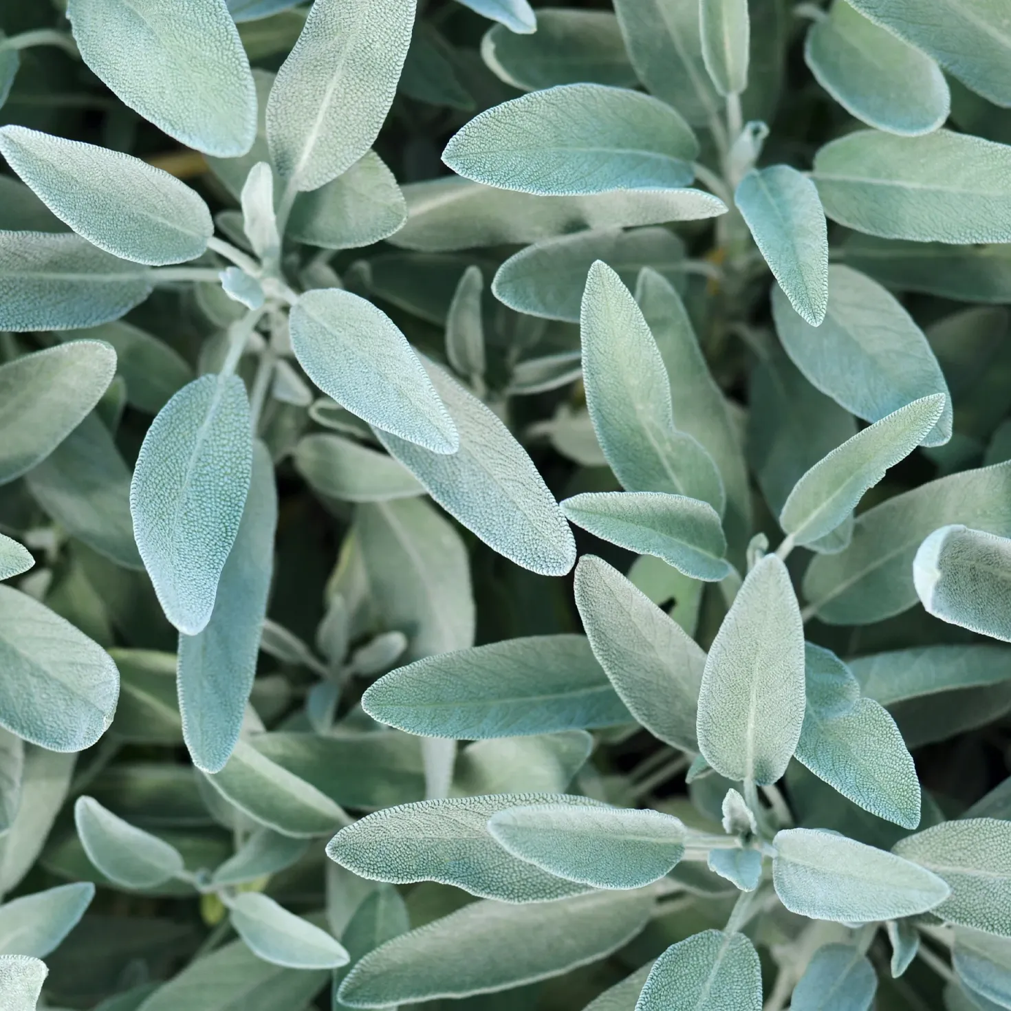 Gartensalbei - Würze frisch aus dem Garten