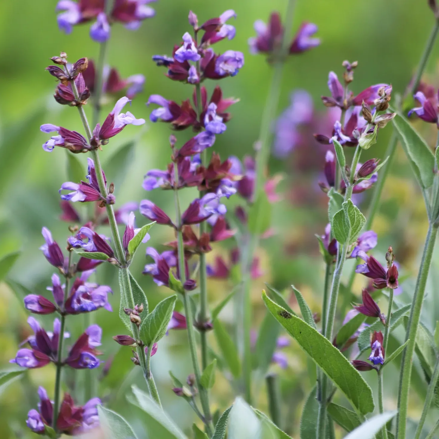 Gartensalbei - Würze frisch aus dem Garten