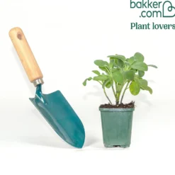 Gartensalbei - Würze frisch aus dem Garten