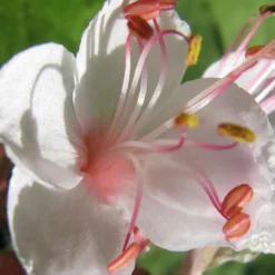 Garten-Storchschnabel Spessart - Blütenteppich ohne Mühe
