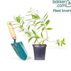 Garten-Wolfsmilch 'Ascot Rainbow' - Farbe das ganze Jahr