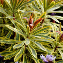 Garten-Wolfsmilch 'Ascot Rainbow' - Farbe das ganze Jahr
