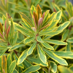 Garten-Wolfsmilch 'Ascot Rainbow' - Farbe das ganze Jahr