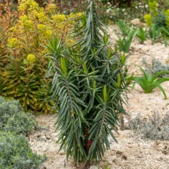 Garten-Wolfsmilch - Schnell hoch, sofort Struktur