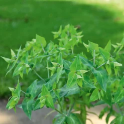 Garten-Wolfsmilch - Schnell hoch, sofort Struktur