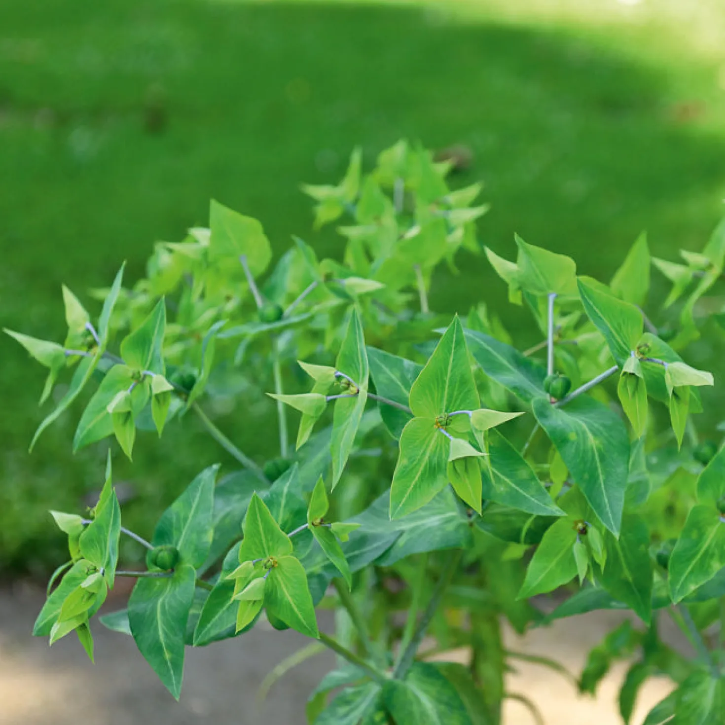 Garten-Wolfsmilch - Schnell hoch, sofort Struktur