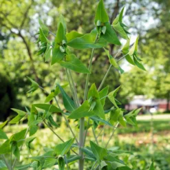 Garten-Wolfsmilch - Schnell hoch, sofort Struktur