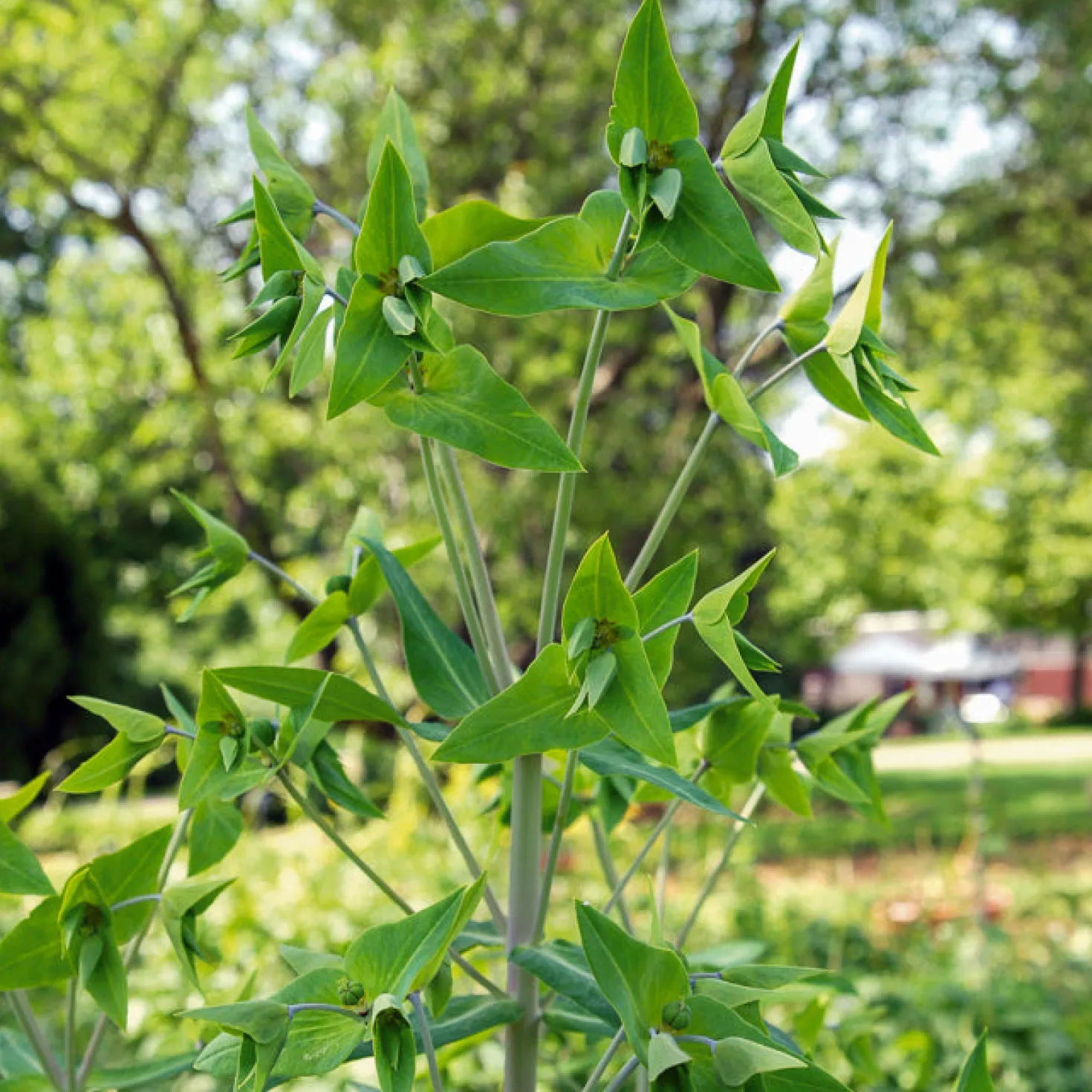 Garten-Wolfsmilch - Schnell hoch, sofort Struktur