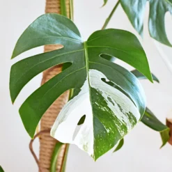 Gatenplant bont - Der Star im Wohnzimmer
