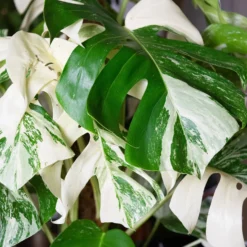 Gatenplant bont - Der Star im Wohnzimmer