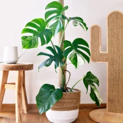 Gatenplant bont - Der Star im Wohnzimmer