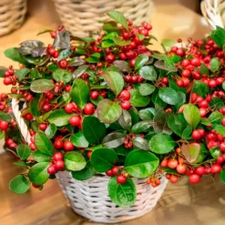 Gaultheria procumbens 'Big Berry' - Rote Beeren den ganzen Winter