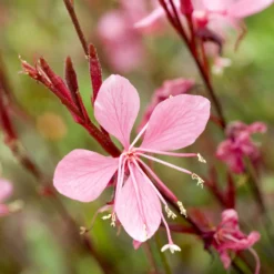 Gaura Blaze - Rote Blüten den ganzen Sommer