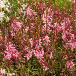 Gaura Cherry Brandy - Blüten den ganzen Sommer
