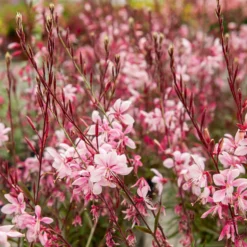 Gaura Cherry Brandy - Blüten den ganzen Sommer