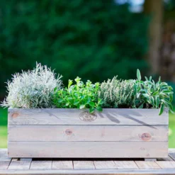 Gedrungener Thymian 'Compactus' - Würze direkt vom Beet