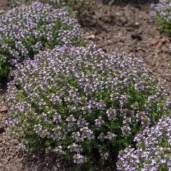 Gedrungener Thymian 'Compactus' - Würze direkt vom Beet