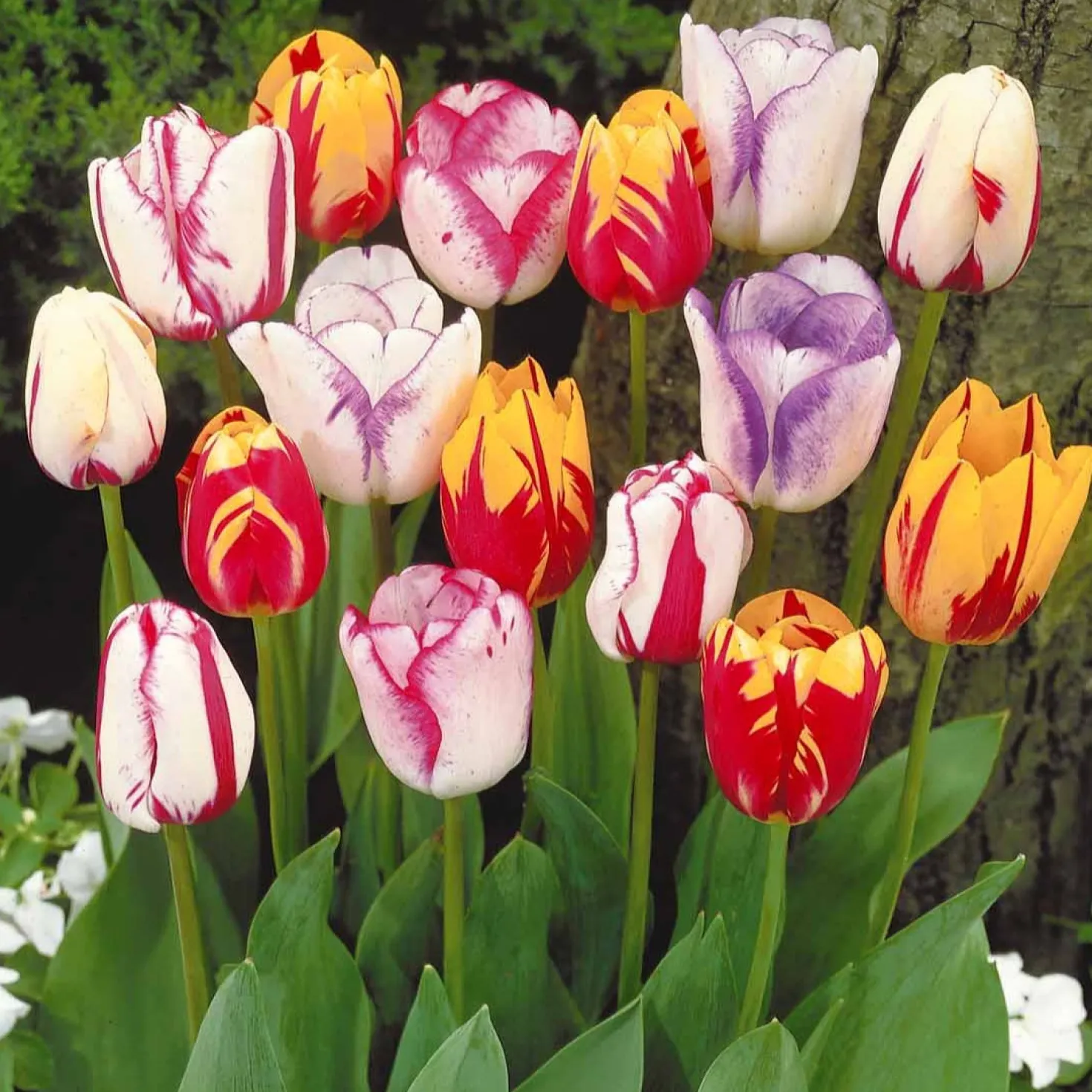 Geflammte Tulpen Mischung (x20) - Flammenmuster im Frühling