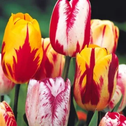 Geflammte Tulpen Mischung (x20) - Flammenmuster im Frühling