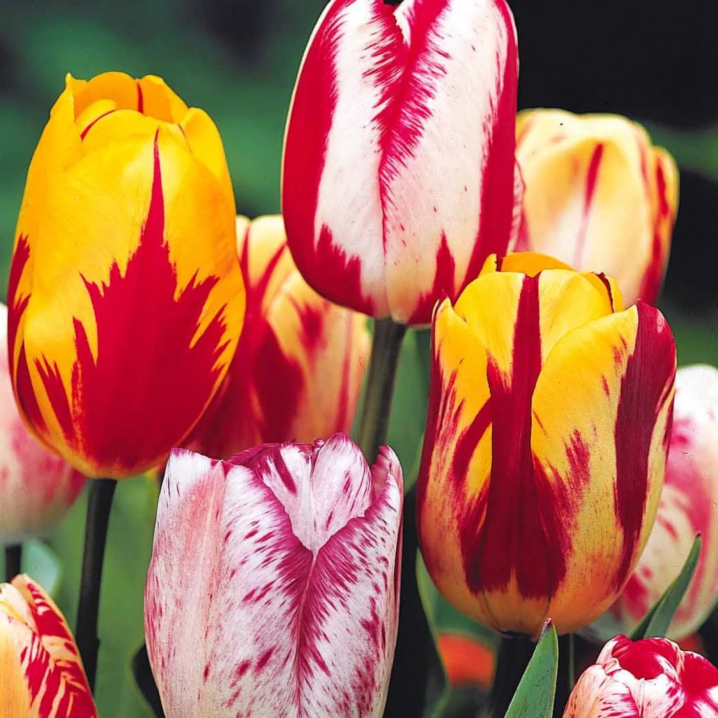Geflammte Tulpen Mischung (x20) - Flammenmuster im Frühling