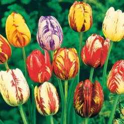 Geflammte Tulpen Mischung (x20) - Flammenmuster im Frühling