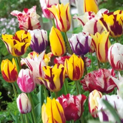 Geflammte Tulpen Mischung (x20) - Flammenmuster im Frühling