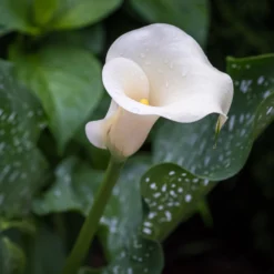 Gefleckte Calla (x2) - Elegante Blüten leicht gemacht
