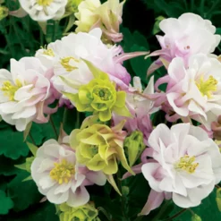 Gefüllte Akelei ‘Winky Double Rose-White’ - Doppelte Blüten, halb so hoch