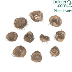 Gefüllte Begonien Mischung - Blüten wie kleine Rosen