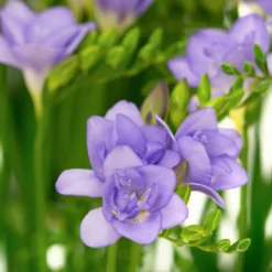 Gefüllte Freesien blau (x25) - Duftende Blüten für Balkon