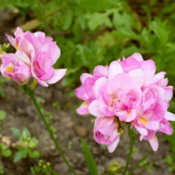 Gefüllte Freesien rosa (x25) - Doppelter Duft in Rosa