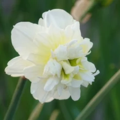 Gefüllte Narzisse 'Obdam' (x10) - Volle Blüten, cremeweiß