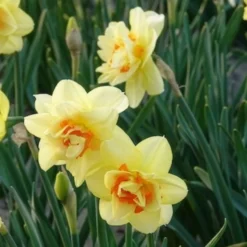 Gefüllte Narzisse 'Tahiti' (x10) - Doppelte Blüten, doppelte Wow