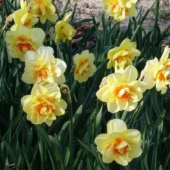 Gefüllte Narzisse 'Tahiti' (x10) - Doppelte Blüten, doppelte Wow