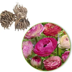 Gefüllte Ranunkeln ‘Peony Blend’ Mischung (x15) - Pfingstrosen-Look, kinderleicht