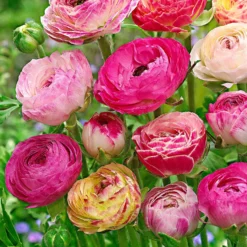 Gefüllte Ranunkeln ‘Peony Blend’ Mischung (x15) - Pfingstrosen-Look, kinderleicht