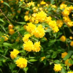 Gefüllter Ranunkelstrauch Pleniflora - Goldregen ohne Aufwand