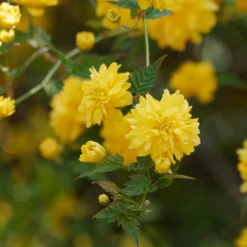 Gefüllter Ranunkelstrauch Pleniflora - Goldregen ohne Aufwand