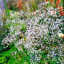 Gefülltes Schleierkraut Bristol Fairy - Weiße Blütenwolke im Garten
