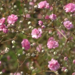 Gefülltes Schleierkraut Flamingo - Rosa Blütenwolke im Beet