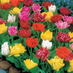 Gefüllte Tulpe 'Murillo' (x60) - Volle Blüten im Frühling